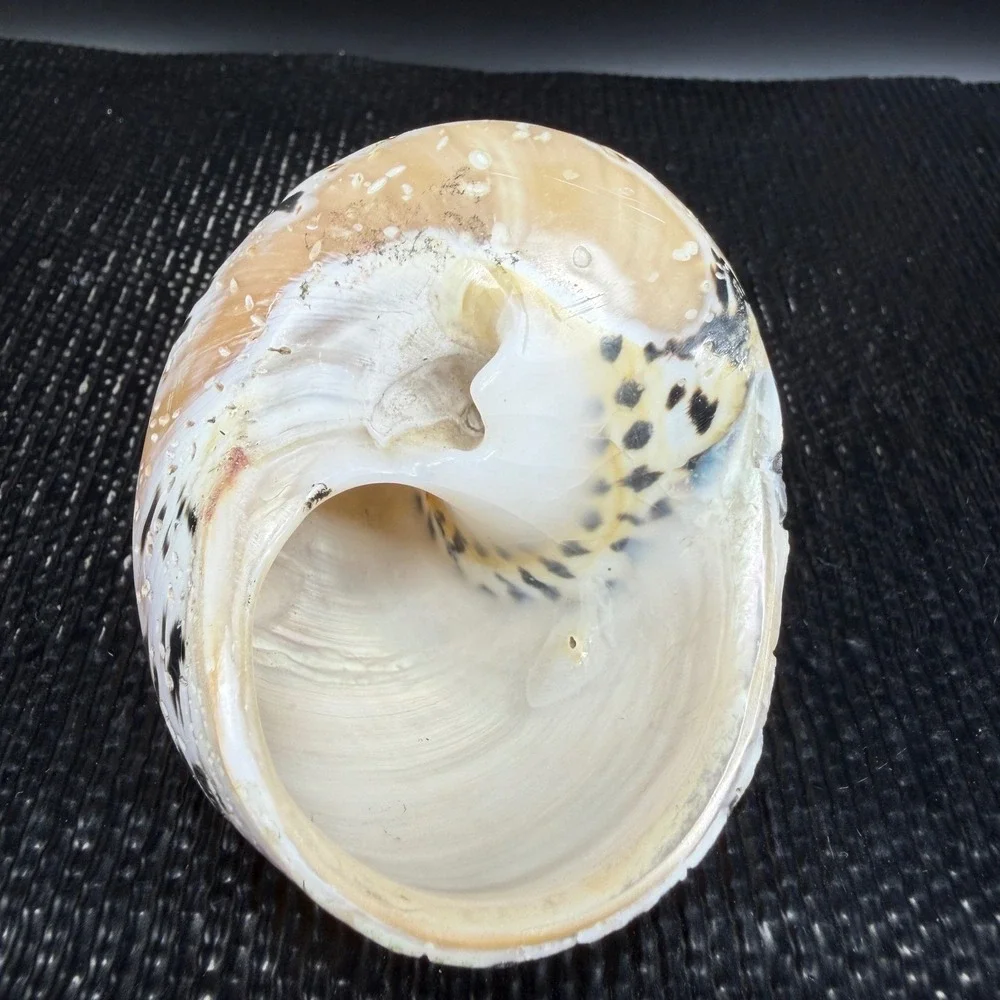 Polished Turbo Marmoratus Sea Shell Pearlescent Green Turban Mother of Pearl 3